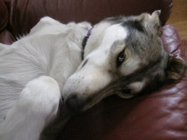 Just an animal looking for some love...