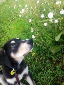 Chara, taking a moment of solitude to appreciate the small wonders in life. 