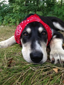 This handkerchief makes Chara feel like a pirate. 