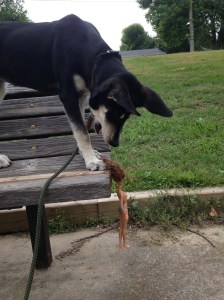 Regardless of the answers to these questions, I do think Chara has the right idea about Barbie. She isn't a good role model for young girls. 