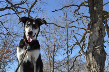 Is Chara even natural?