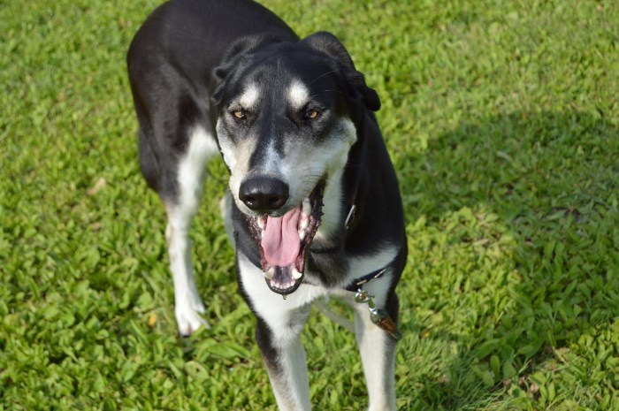 Exercise keeps her tired, and a tired dog is a good dog. 