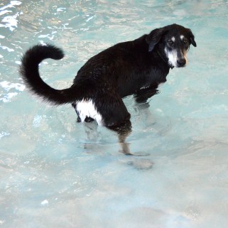 Enjoying her pool time, lucky little rascal. 
