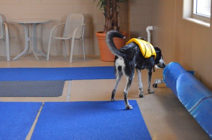 Checking out the pool cover. Notice the fake palm tree in the corner.
