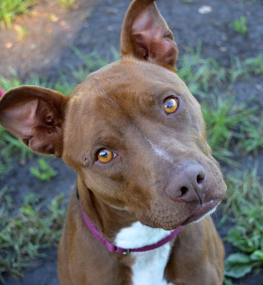 Won't you rescue me? Cosmo, available for adoption with Brown County Humane Society in New Ulm MN! 