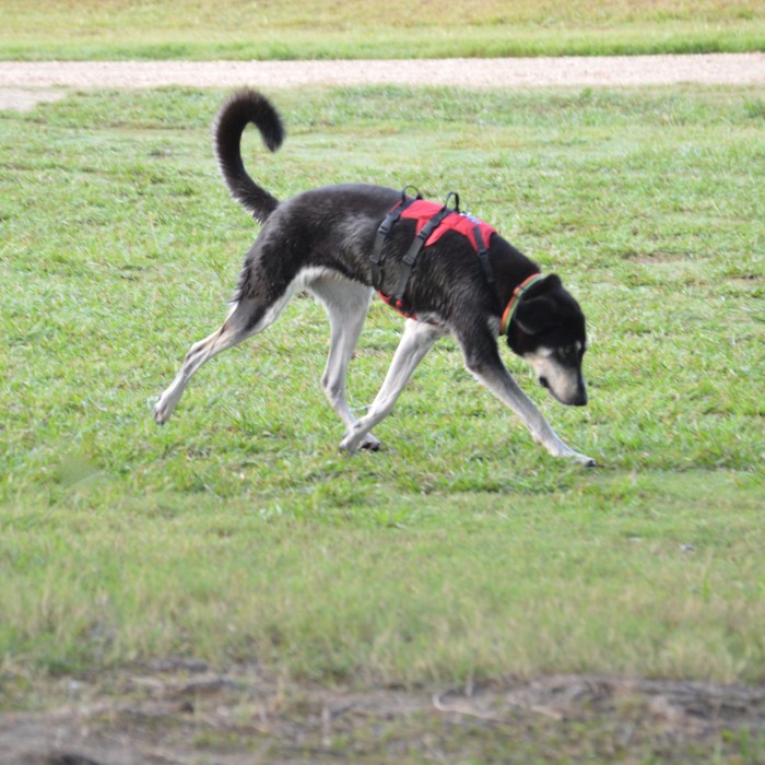 This pooch is built to run