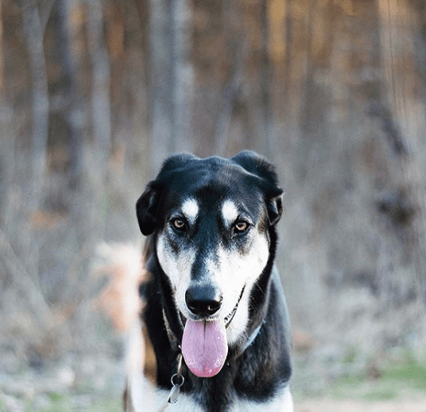 Screen Shot 2019-02-19 at 11.58.39 AM